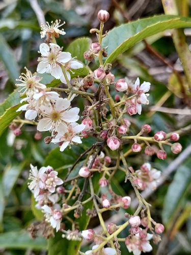 Rubus cissoides