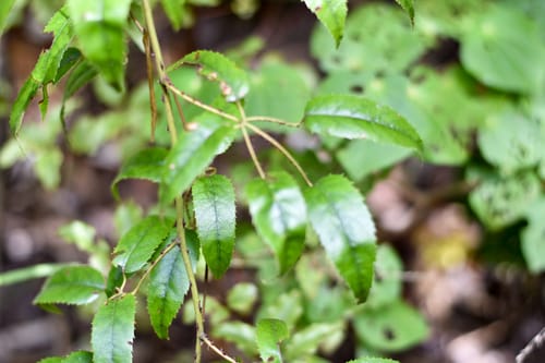Rubus cissoides (Bush lawyer) — photo
