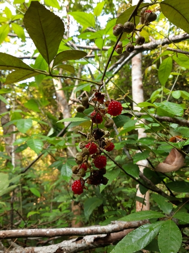 Rubus cochinchinensis — photo