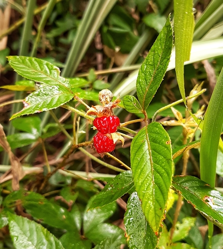 Rubus cochinchinensis — photo