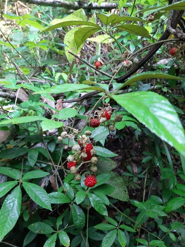 Rubus cochinchinensis