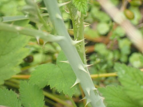 Rubus cockburnianus (Hua zhong xuan gou zi) — photo