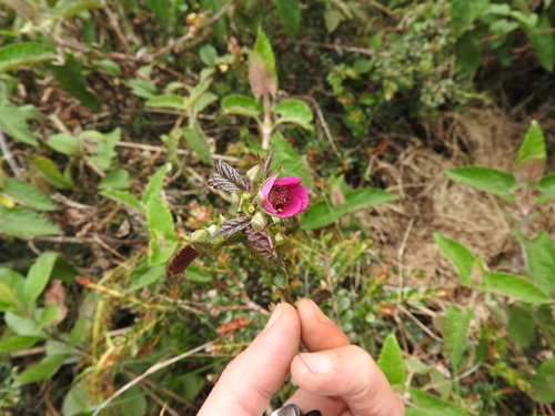 Rubus compactus