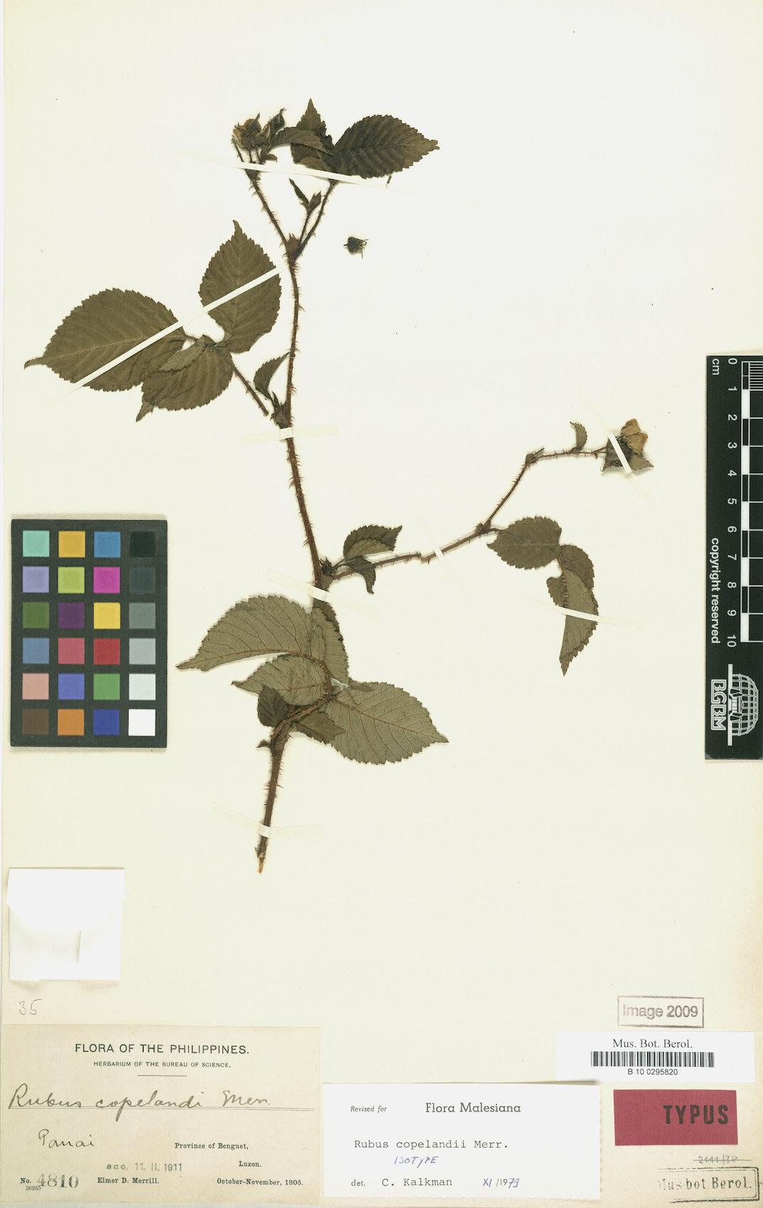 Rubus copelandii
