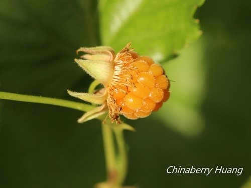 Rubus corchorifolius (Fingerberry) — photo