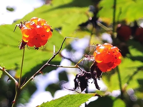Rubus corchorifolius (Fingerberry) — photo