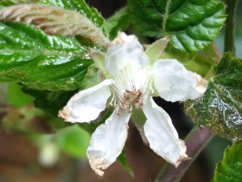Rubus corchorifolius