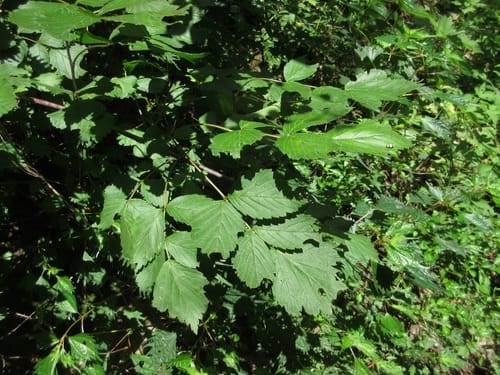 Rubus coreanus (Korean raspberry) — photo