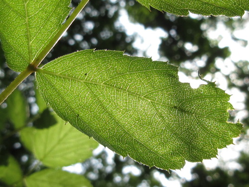 Rubus coreanus