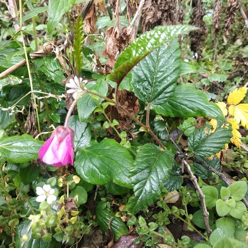 Rubus coriaceus — photo
