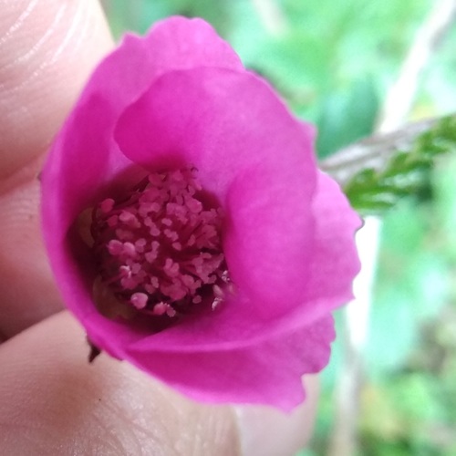 Rubus coriaceus — photo