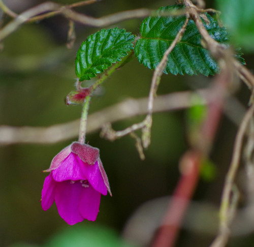 Rubus coriaceus