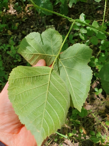 Rubus corylifolius — photo