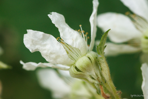 Rubus corylifolius — photo