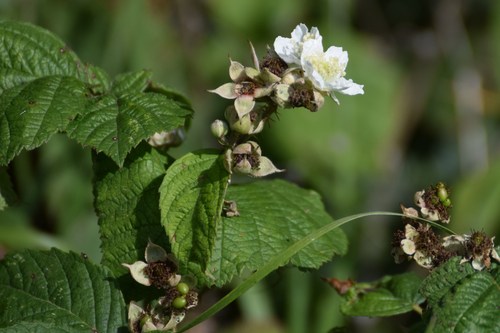 Rubus corylifolius
