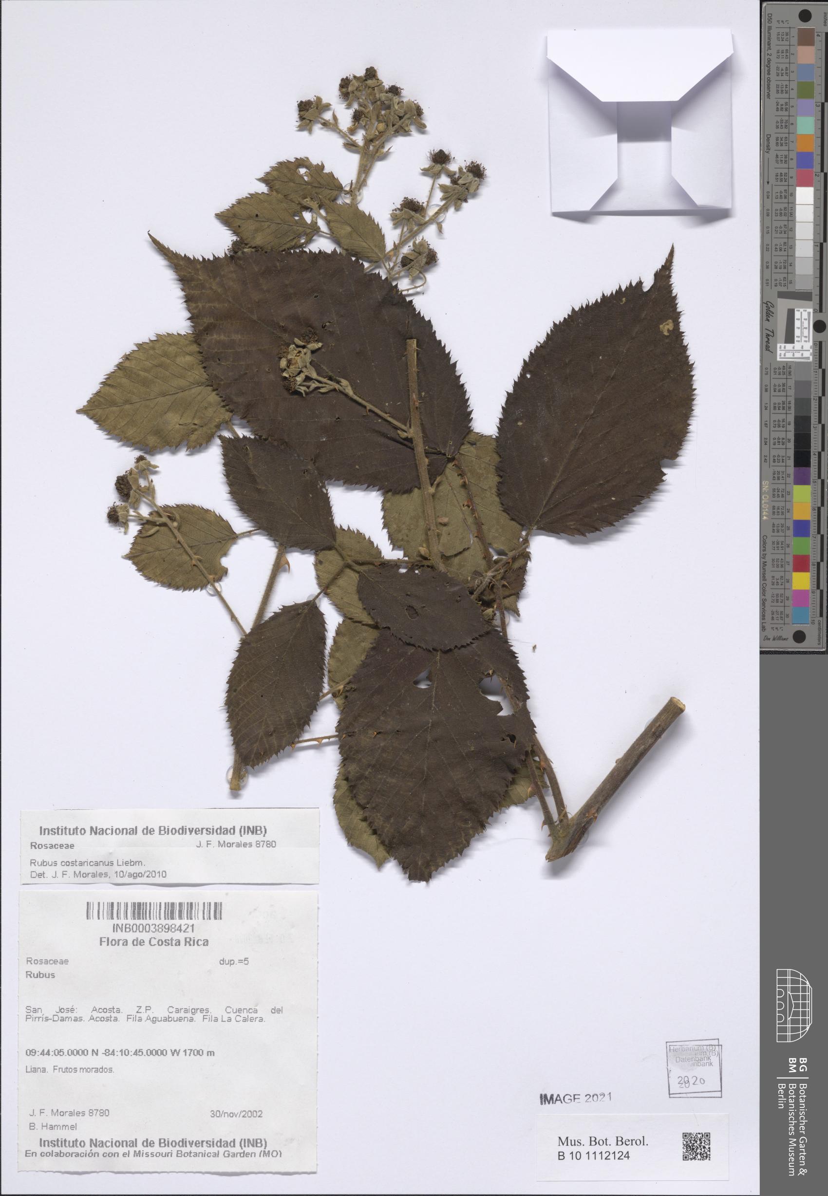 Rubus costaricanus — photo