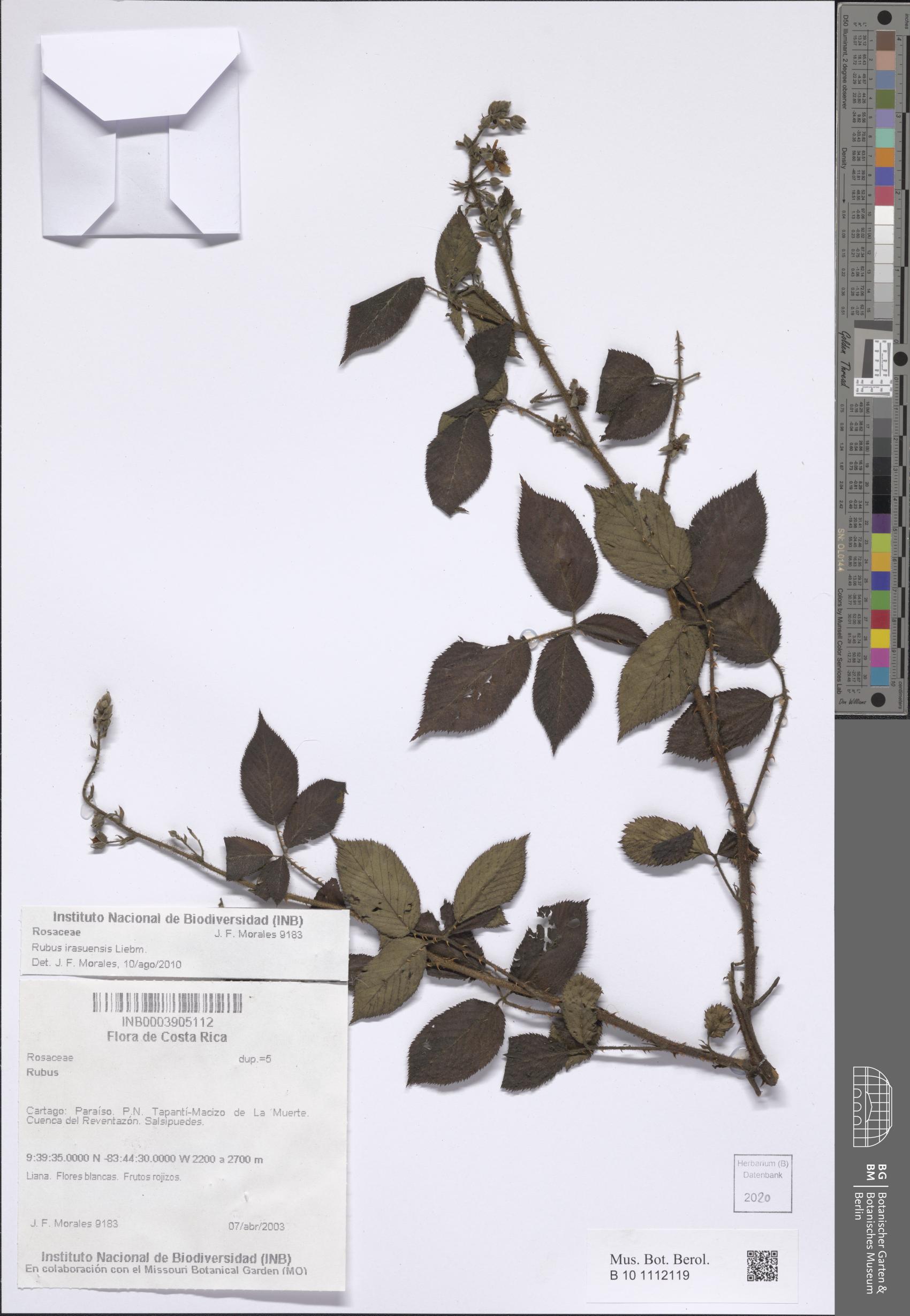Rubus costaricanus