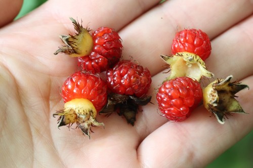 Rubus crataegifolius (Korean raspberry) — photo