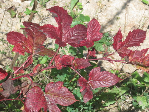 Rubus crataegifolius (Korean raspberry) — photo