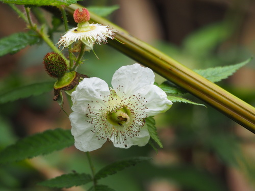 Rubus croceacanthus — photo