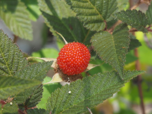 Rubus croceacanthus — photo