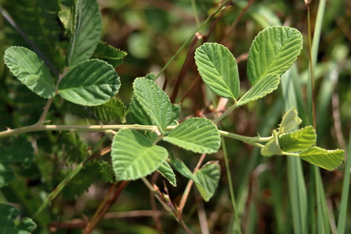 Rubus cuneifolius (Sand blackberry) — photo