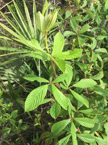 Rubus cuneifolius (Sand blackberry) — photo