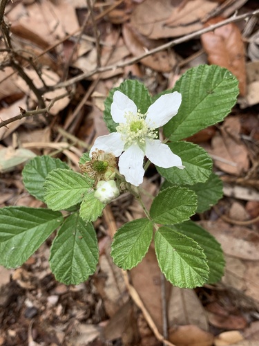 Rubus cuneifolius