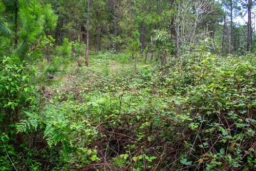Rubus cymosus — photo