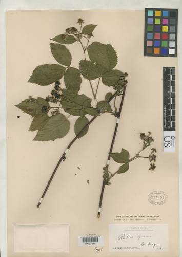 Rubus cymosus