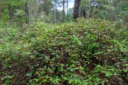 Rubus cymosus — photo