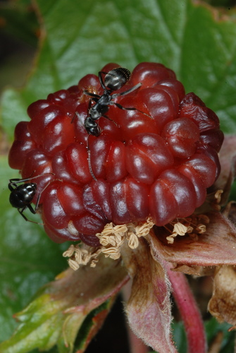 Rubus deliciosus (Rocky Mountain raspberry) — photo
