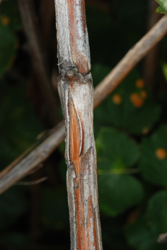 Rubus deliciosus (Rocky Mountain raspberry) — photo