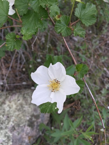 Rubus deliciosus