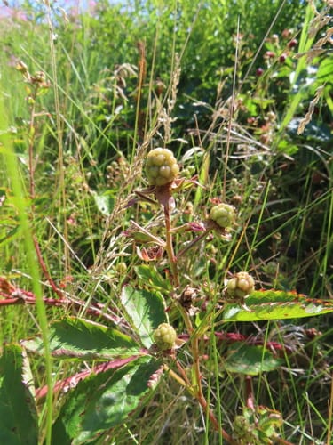 Rubus elegantulus (Showy blackberry) — photo