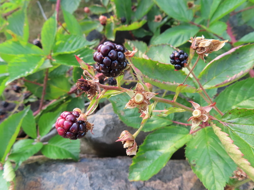Rubus elegantulus