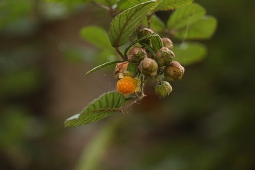 Rubus ellipticus