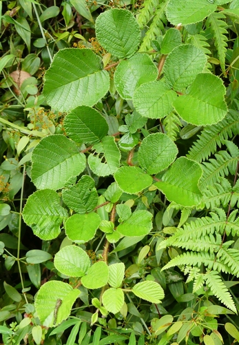 Rubus ellipticus var. obcordatus