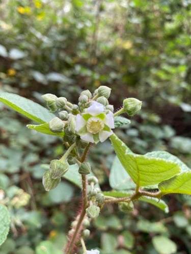Rubus ellipticus var. obcordatus — photo