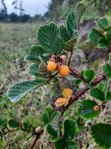 Rubus ellipticus var. obcordatus — photo