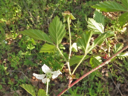 Rubus enslenii (Northern Dewberry) — photo