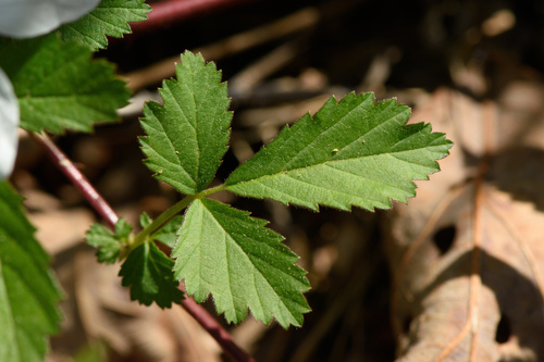 Rubus enslenii (Northern Dewberry) — photo