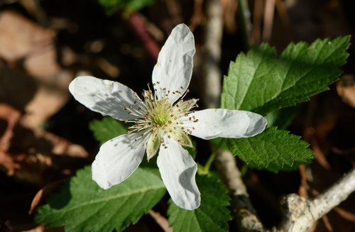 Rubus enslenii