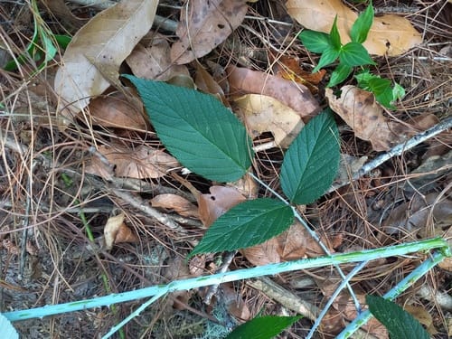 Rubus eriocarpus (White raspberry) — photo