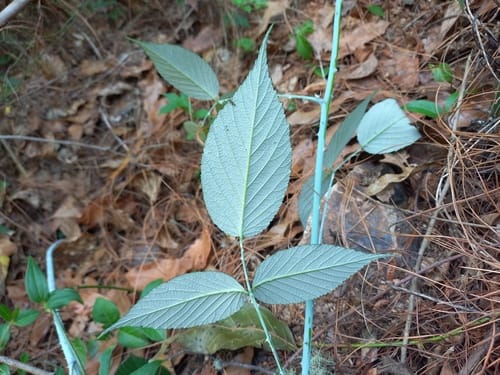 Rubus eriocarpus (White raspberry) — photo