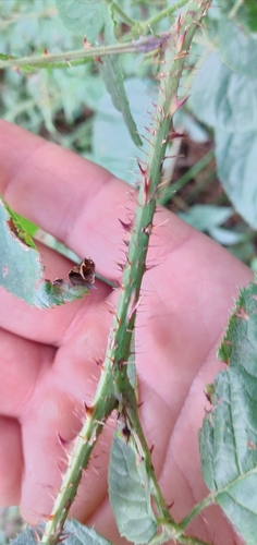 Rubus erythrocladus — photo