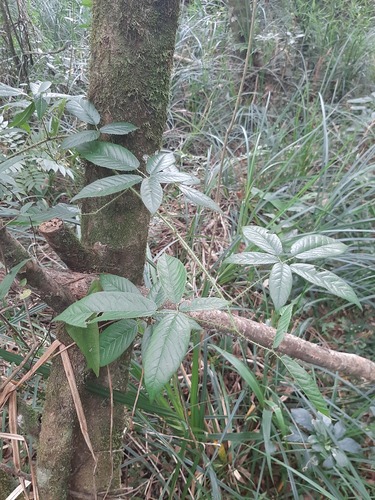 Rubus erythrocladus — photo