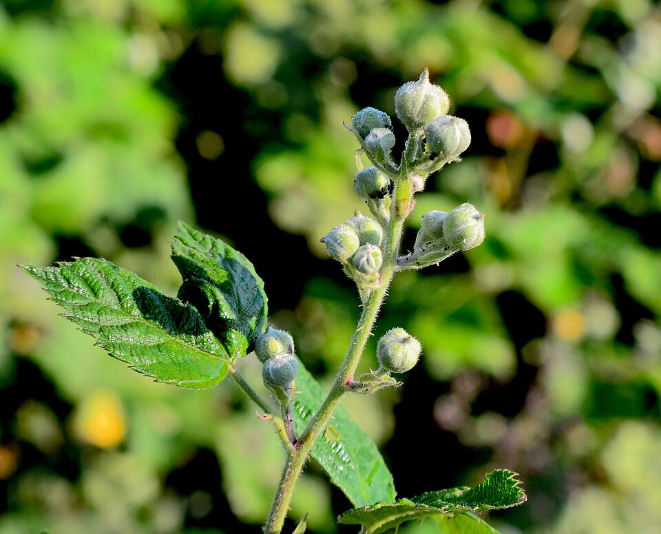 Rubus eubatus — photo