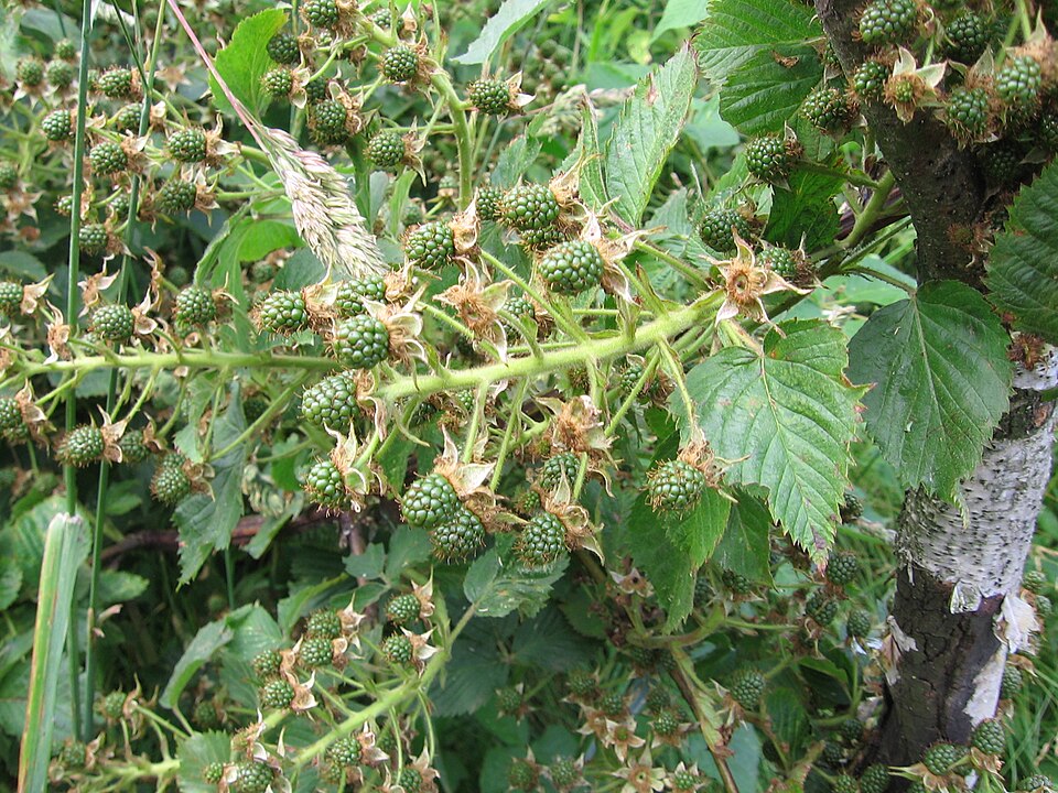 Rubus eubatus