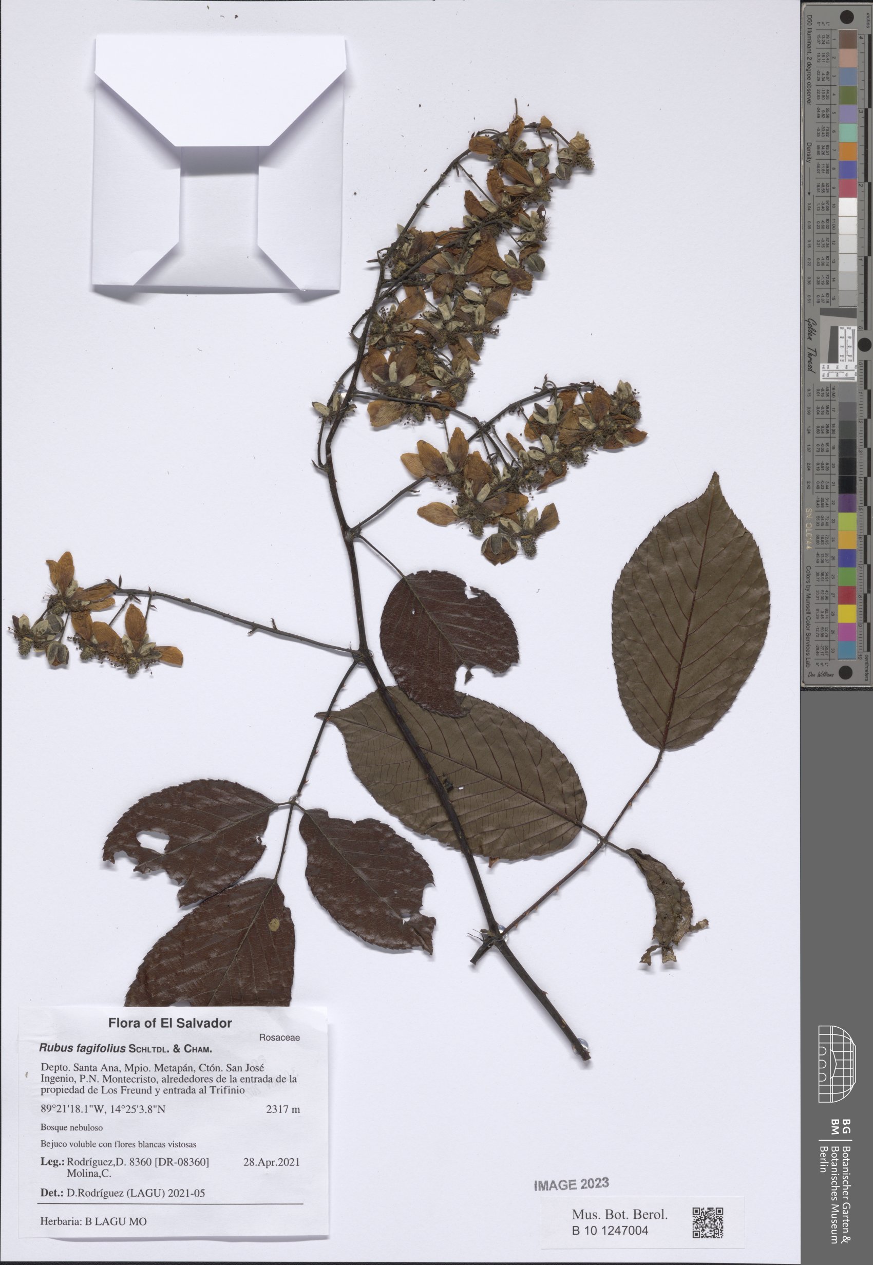 Rubus fagifolius